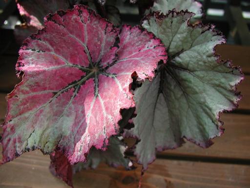 B. ‘Maimai’